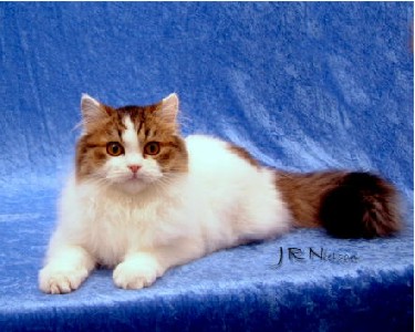 Ragamuffin cat picture