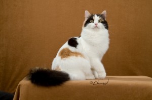 Dorabst MB27_332